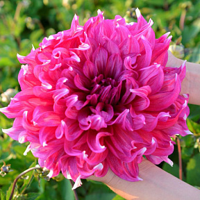 Георгин крупноцветковый Ярра Фоллс