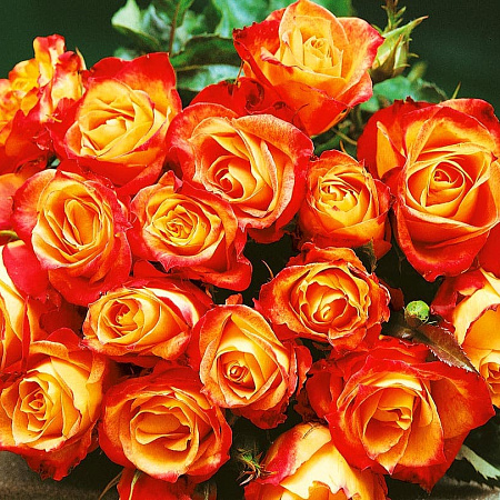 Фото Роза флорибунда Майн Мюнхен