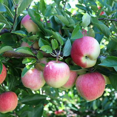 Яблоня Павлуша