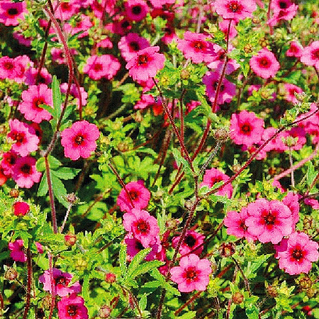 Фото Лапчатка Мисс Вилмот