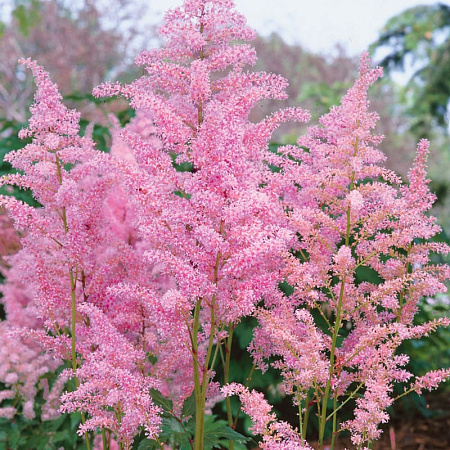 Фото Астильба китайская