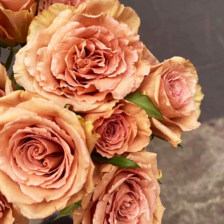 Фото Роза пионовидная Тоффи