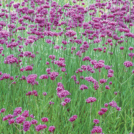 Фото Вербена бонарская