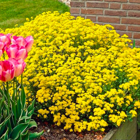 Фото Алиссум скальный