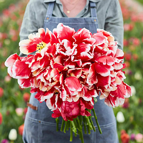 Тюльпан попугайный Ди Джей Пэррот