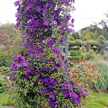 Фото Клематис Этуаль Виолет