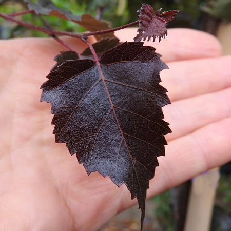 Фото Берёза Роял фрост