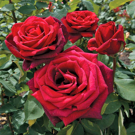 Фото Роза чайно-гибридная Мистер Линкольн