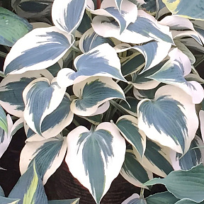 Хоста Блю Айвори