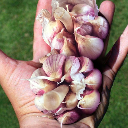 Фото Чеснок озимый Атач 10 шт