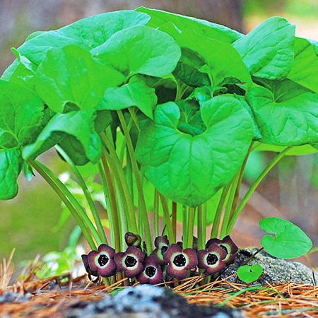 Фото Копытень Зибольда