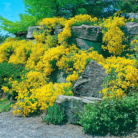 Фото Алиссум скальный