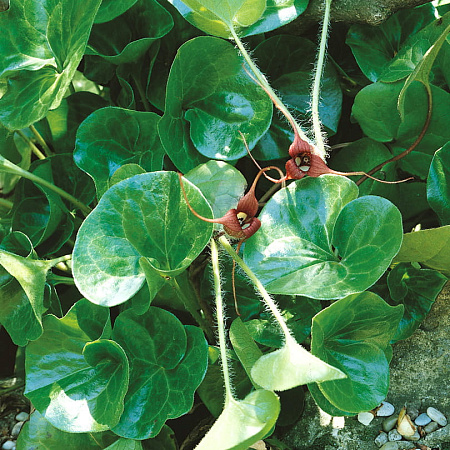 Фото Копытень Зибольда