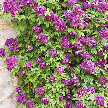 Фото Роза плетистая-рамблер Перенниал голубая