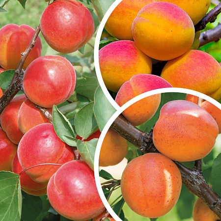 Фото Комплект полукарликовых абрикосов №5: Восторг, Чемальский румяный, Цезарь