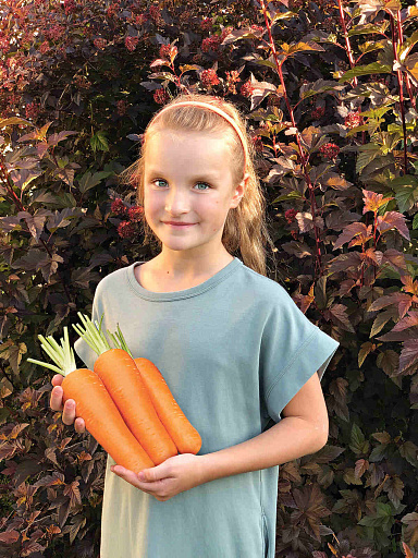 Купить семена Морковь Тангерина F1 — от НПО Сады Росcии