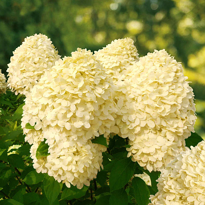 Гортензия метельчатая Литл Коттон Крим