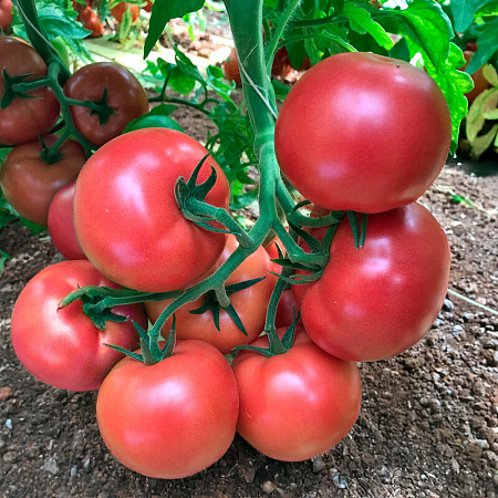 Фото Помидор Пинк Спарк F1