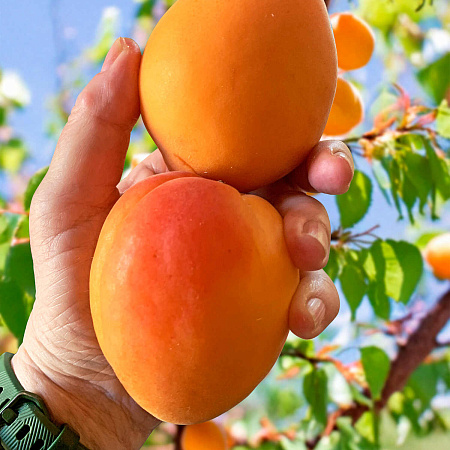 Фото Абрикос Полесский крупноплодный