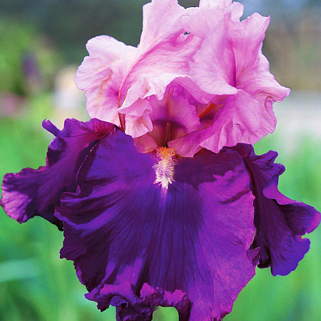 Фото Ирис бородатый Винный