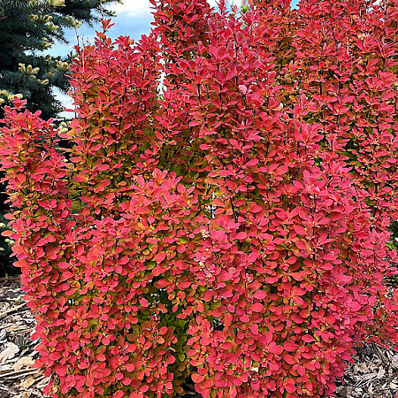 Фото Барбарис тунберга Оранж Айс