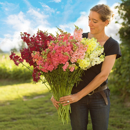 Фото Львиный зев Мадам Баттерфляй набор