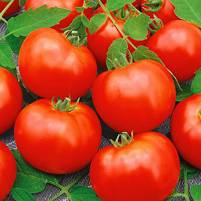 Помидор Самородок F1