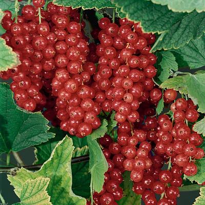 Смородина Йонкер ван тетс