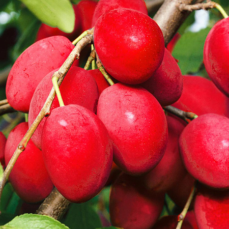 Фото Слива комплект №3:Чемальская консервная,Горная черная,КМ раскидистая