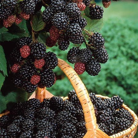 Фото Ежевика Тройная корона