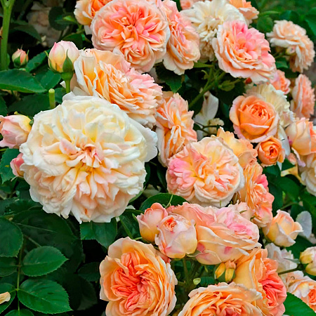 Фото Роза плетистая рамблер Алхимист