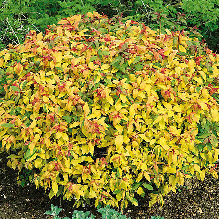 Фото Спирея японская Голдфлейм