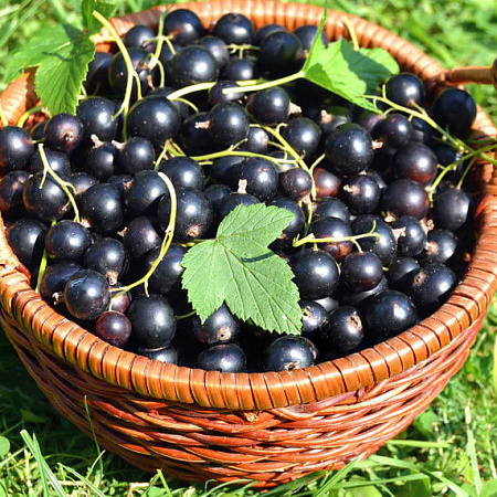 Фото Смородина черная Викторина