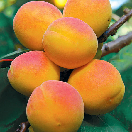 Фото Абрикос Восторг