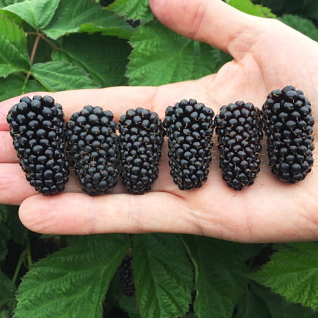 Фото Ежевика Коламбиа стар