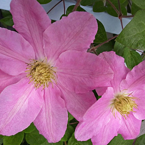 Клематис Ханагурума