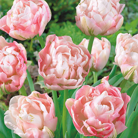 Фото Тюльпан Финола