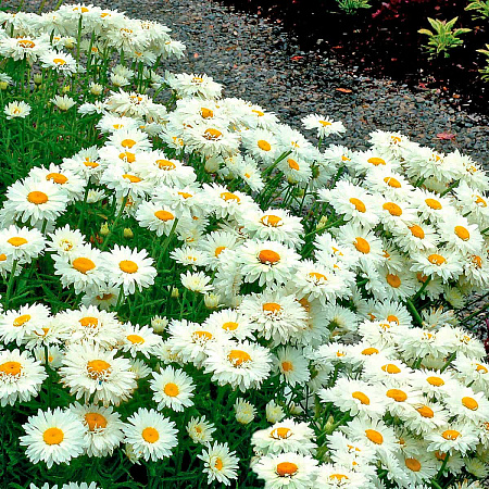 Фото Нивяник великолепный Паладин