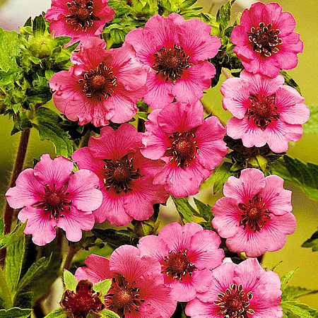 Фото Лапчатка Непальская