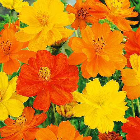 Фото Космос Клондайк