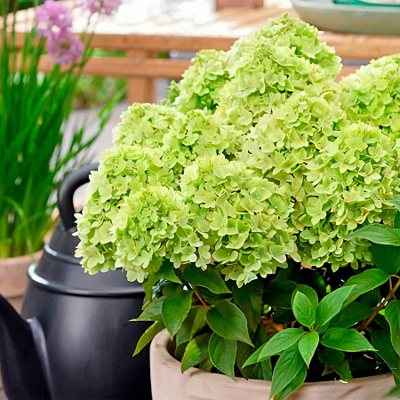 Фото Гортензия метельчатая Литтл Эппл