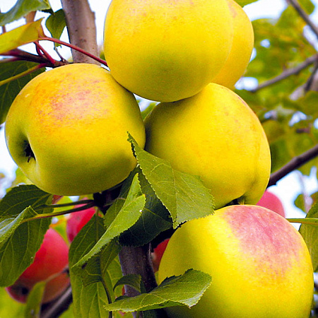 Фото Яблоня Данила