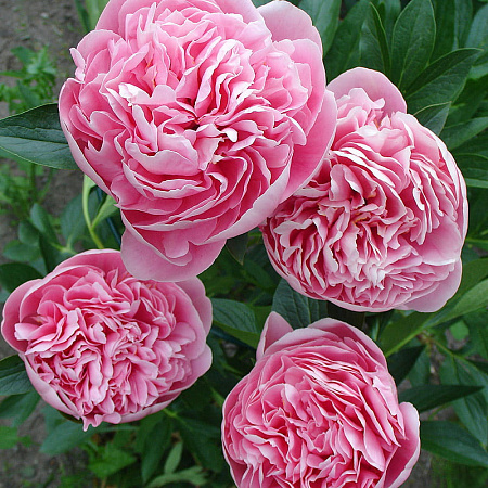 Фото Пион травянистый Этчед Салмон