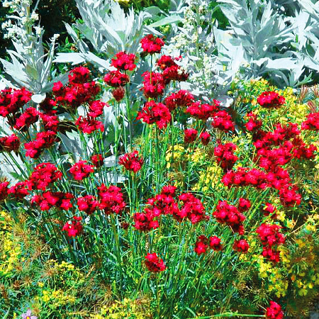 Фото Гвоздика Кроваво-красная