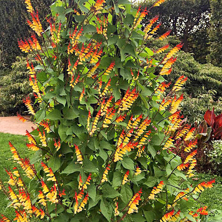 Фото Мина лопастная Калибр