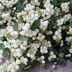 Снежноягодник Вайт Хедж