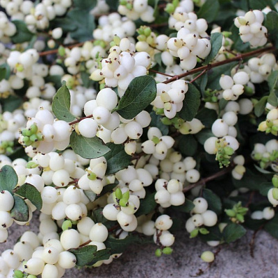 Снежноягодник Вайт Хедж