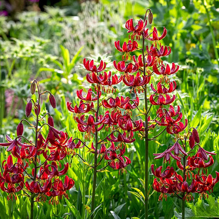 Фото Лилия кудреватая (мартагон) Клод Шрайд