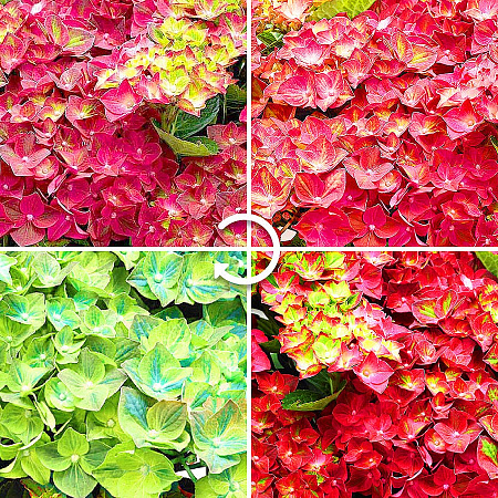 Фото Гортензия крупнолистная Рубиновый вторник