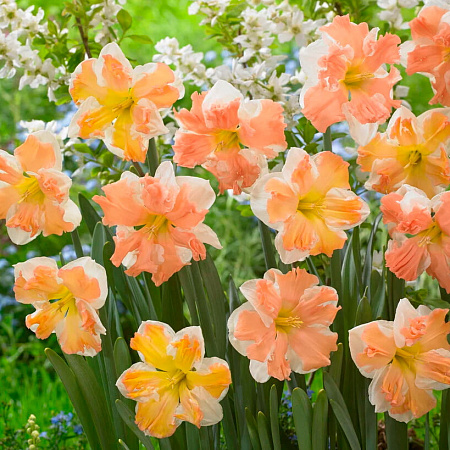 Фото Нарцисс Рейнбоу оф Колорз